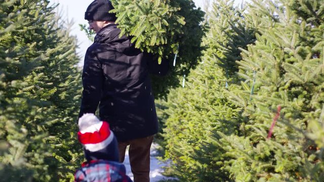 Father and son carrying christmas tree after cutting it down at christmas tree farm
