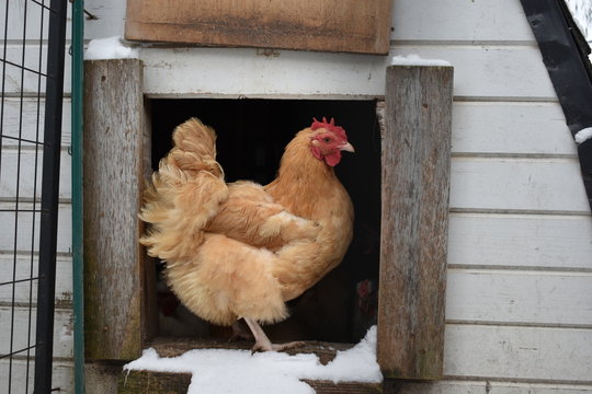 Buff Orpington hen standing in the doorway of her chicken coop in winter snow