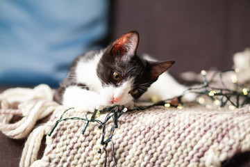 black cat playing with christmas decorations