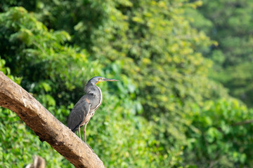 Tiger Heron Perched on Branch Costa Rica Mangrove