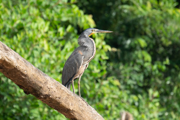 Fototapeta premium Tiger Heron Perched on a Branch Costa Rica Mangrove
