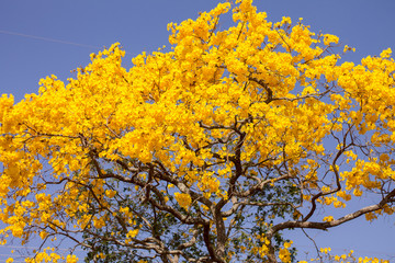 yellow tree in autumn
