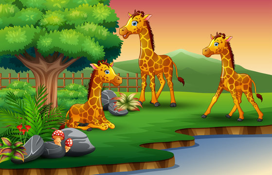 Giraffe cartoon are enjoying nature by the river