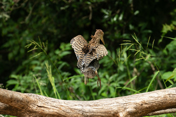 Tiger Heron Jumping Costa Rica Immature