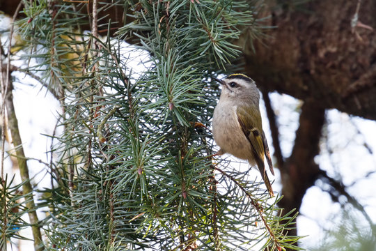 Golden Crowned Kinglet