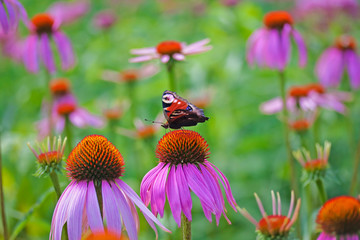 Butterfly on flower Echinacea purpurea. Field of flowers. Butterfly the European Peacock (Aglais io) more commonly known simply as the Peacock butterfly, is a colourful butterfly.