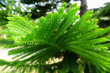 green leaves of pine