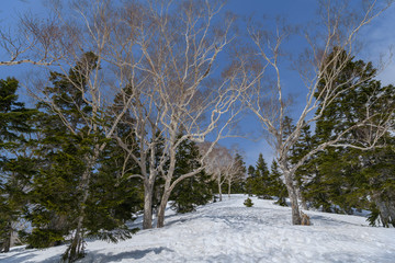 会津駒ヶ岳のダケカンバとオオシラビソの森
