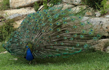 Obraz premium Beautiful peacock displaying its plumage in Hindu temple and ashram Radha Madhav Dham, Austin, Texas