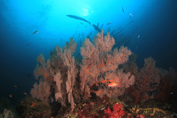 Naklejka na ściany i meble Barracuda fish on coral reef 