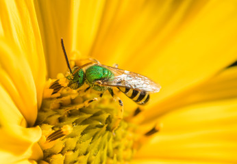 A Metallic Green Sweat Bee (Agapostemon) gathering nectar and pollen on a wild yellow sunflower