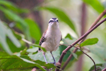 Rufous Naped Wren Costa Rica