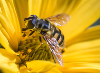 A Flower Fly, Syrphid, on a wild yellow sunflower