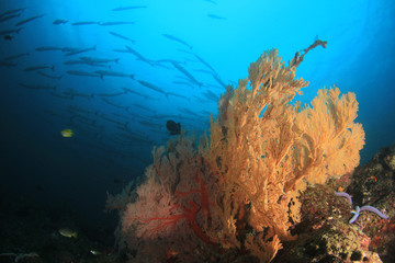 Barracuda fish on coral reef 