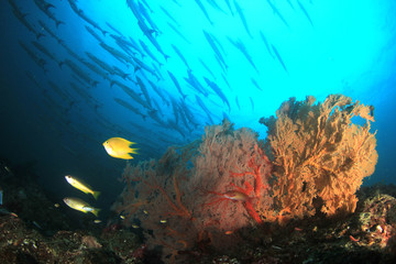 Fototapeta na wymiar Barracuda fish on coral reef 