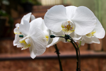 white orchid on black background