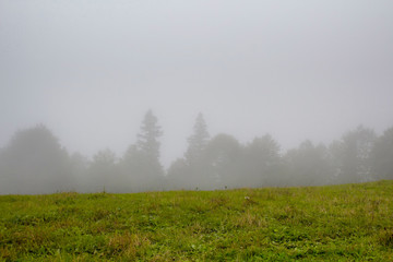 Fototapeta na wymiar View of forest trees and grass field creating beautiful nature scene in fog. The image is captured in Trabzon/Rize area of Black Sea region located at northeast of Turkey.