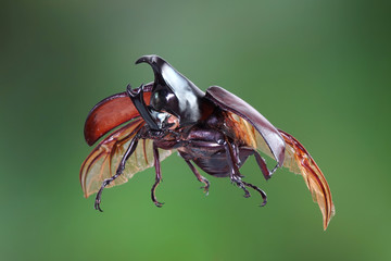 The Siamese rhinoceros beetle (Xylotrupes gideon) or fighting beetle, It is particularly known for...
