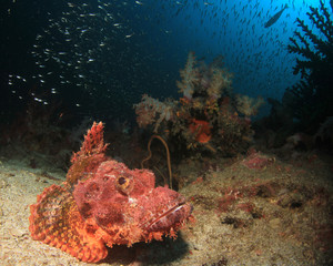 Scorpionfish fish on coral reef 