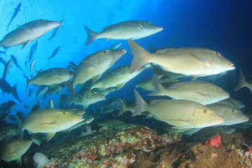 Longnose Emperorfish fish on coral reef 