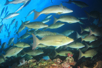 Fototapeta na wymiar Longnose Emperorfish fish on coral reef 