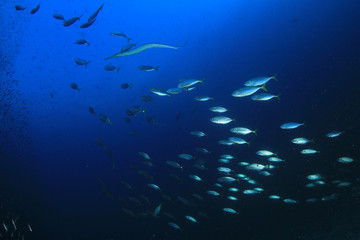 Fototapeta na wymiar Sardines and mackerel fish 
