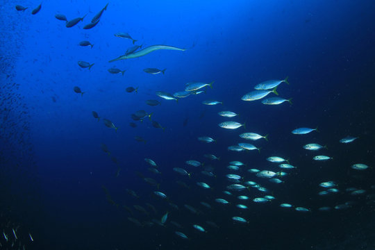 Sardines and mackerel fish 