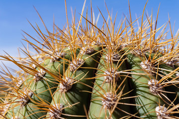 Tip of a cactus. Numerous thorns in the foreground.