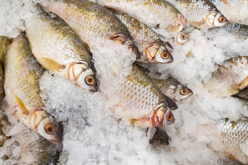 Frozen raw fish roach on the market