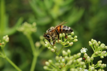 Honey Bee collecting pollen on a succulent flower head