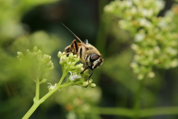 Honey Bee collecting pollen on a succulent flower head