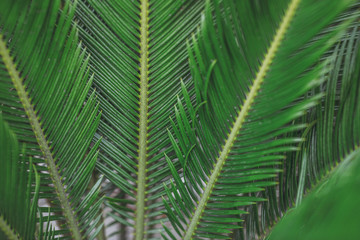 緑の植物