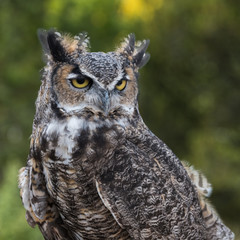Great Horned Owl closeup