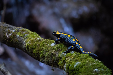 Salamander Waterfall