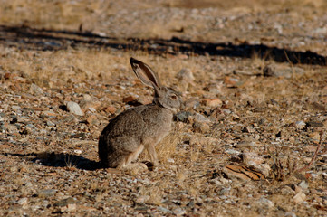 Black-tailed jackrabbit baja mexico