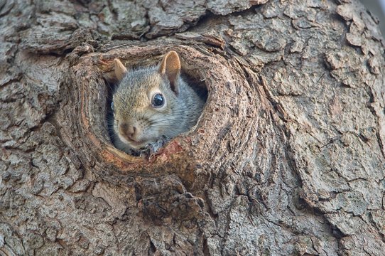 Young Squirrel Peaking Out Of Tree