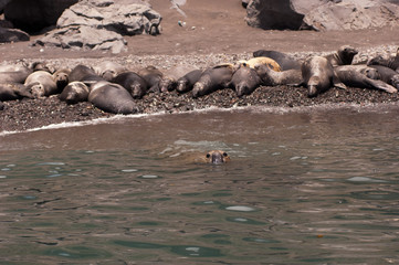 Fototapeta premium Northern elephant seals on guadalupe island mexico