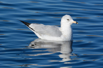 Ring billed gull bird or Larus delawarensis swimming in blue lake water with reflection
