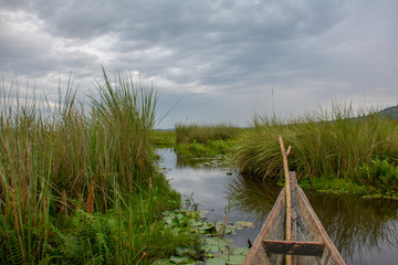 Boating through the narrows Mabamba swamps
