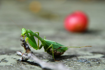 pregnant praying mantis