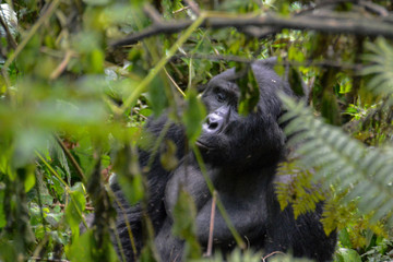 Alpha mountain gorilla peaking through the branches in Bwindi Impenetrable forest