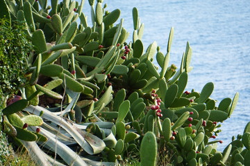 cactu
