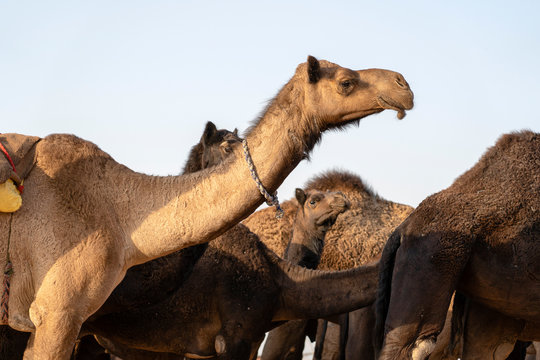 Camel in desert Thar during Pushkar Camel Fair, Rajasthan, India