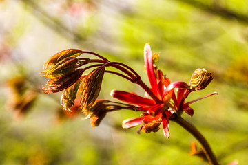 Little cute spring flowers on the tree
