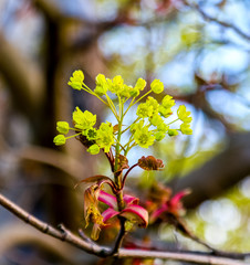 Little cute spring flowers on the tree