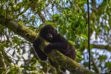 Baby mountain gorilla looking very cute while hanging onto tree branch