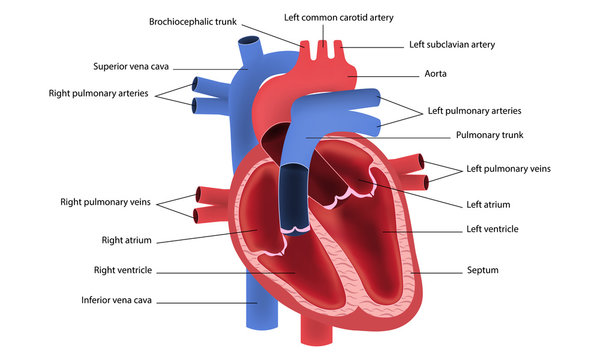 Diagram of human heart