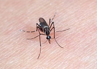 Macro Photo of Yellow Fever Mosquito Sucking Blood on Human Skin