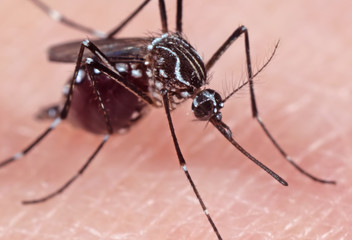 Macro Photo of Yellow Fever Mosquito Prepared to Suck Blood on Human Skin