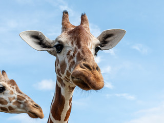 Naklejka premium Cute giraffe face in the Calauit Safari Park